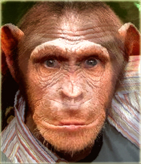 The Man Ape